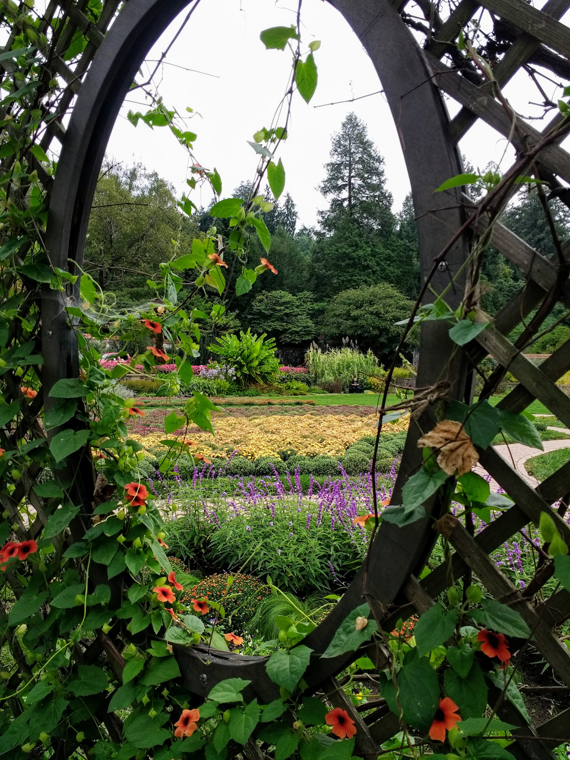 Trellis in Walled Garden